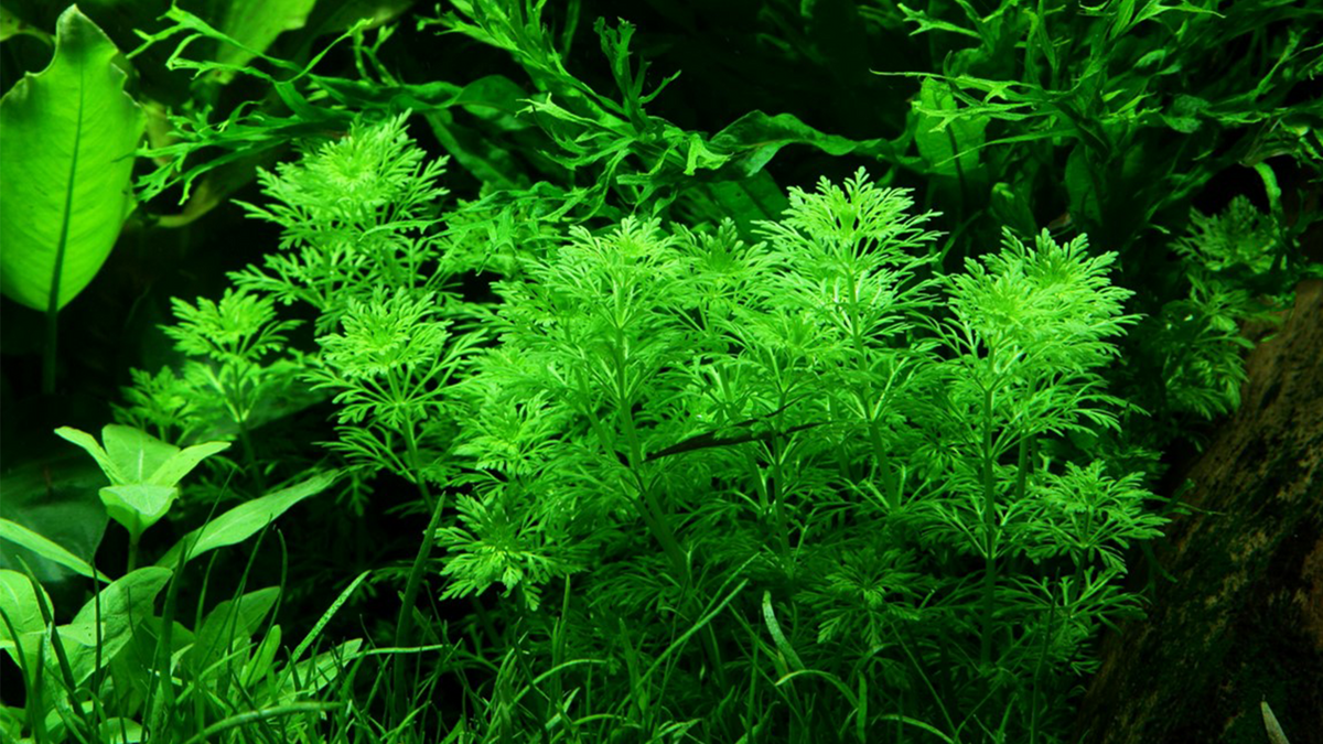 Limnophila sessiliflora - Tropica