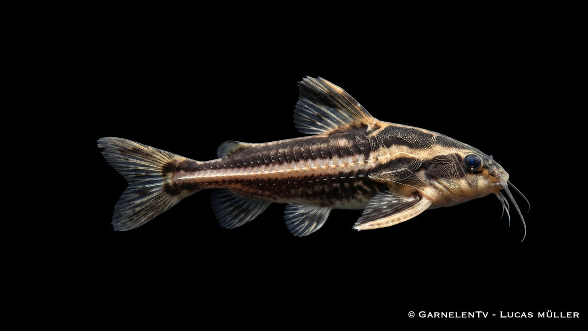 Liniendornwels XL Platydoras costatus mit kräftiger Körperform, markanten hellen Längsstreifen und dunkler Grundfarbe im Süßwasseraquarium