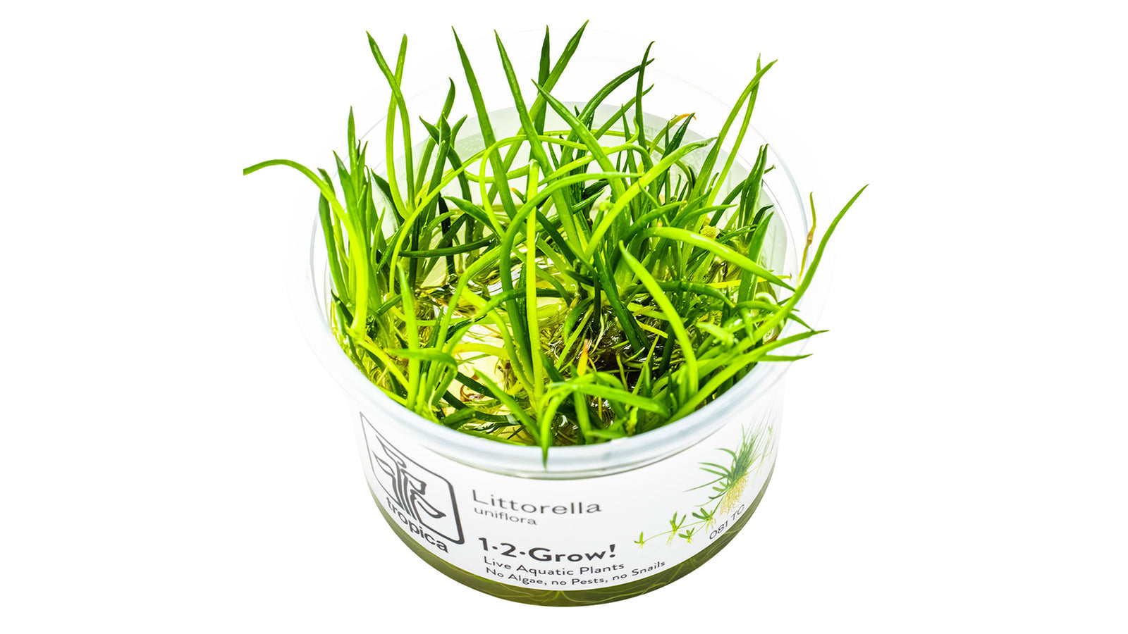 Littorella uniflora InVitro Pflanze