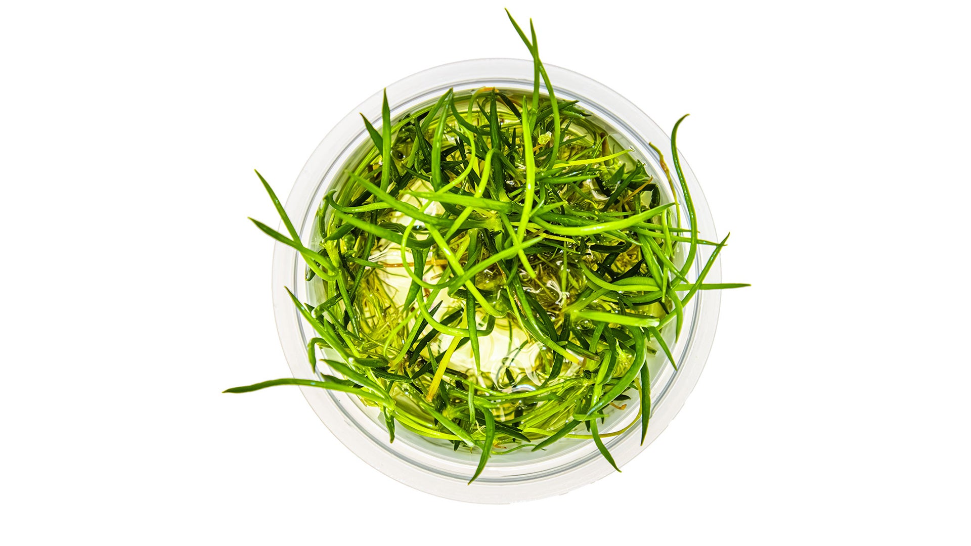 Littorella uniflora InVitro Pflanze