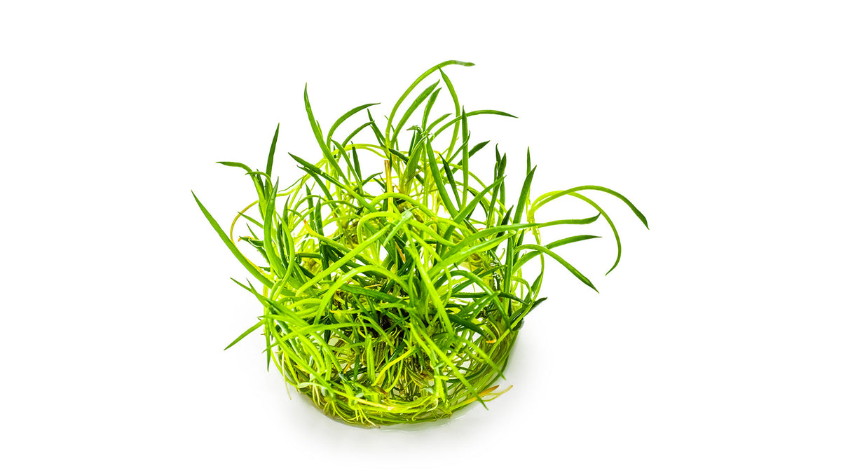 Littorella uniflora