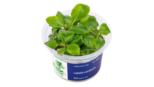 Lobelia cardinalis - InVitro