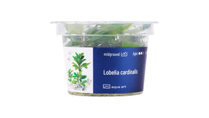 Lobelia cardinalis - InVitro