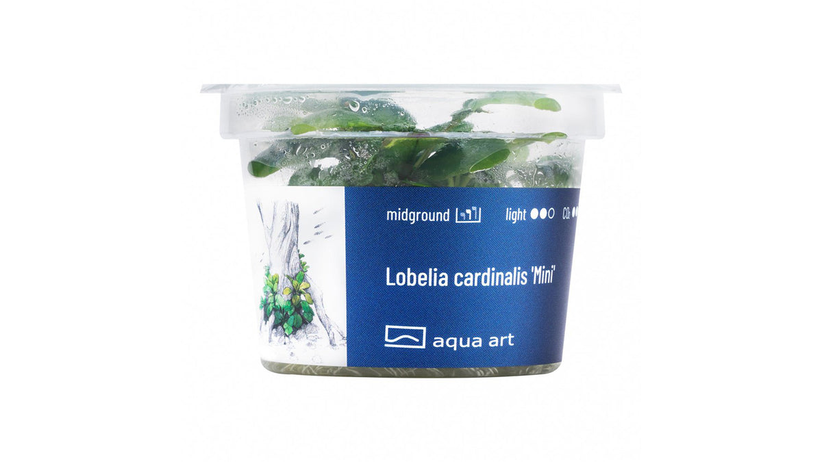 Lobelia cardinalis ’Mini’ - InVitro
