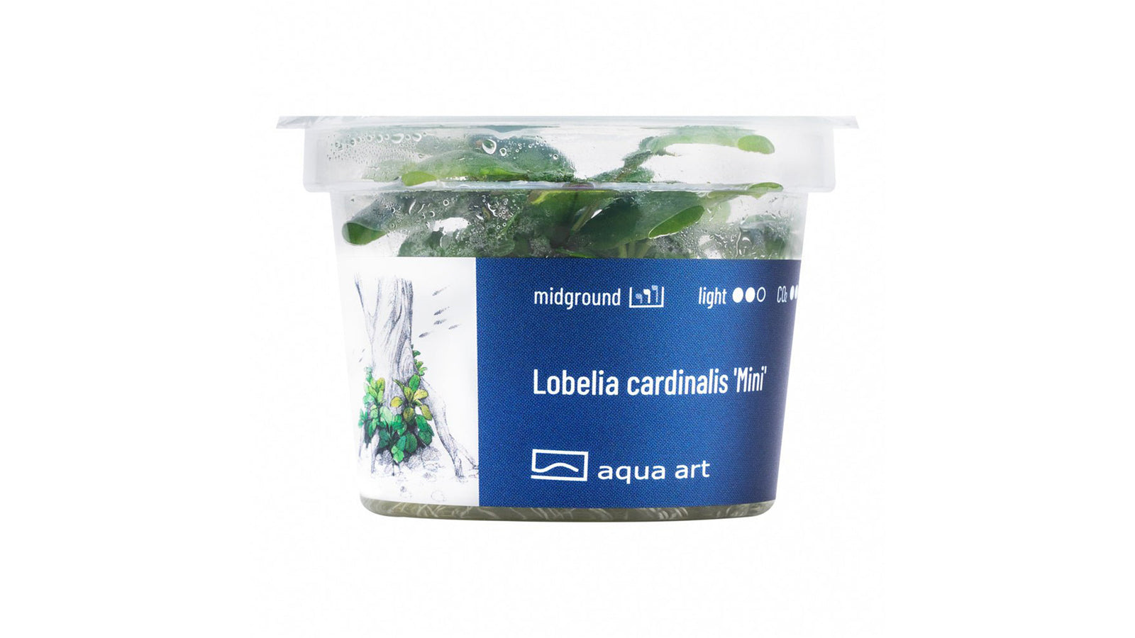 Lobelia cardinalis ’Mini’ - InVitro