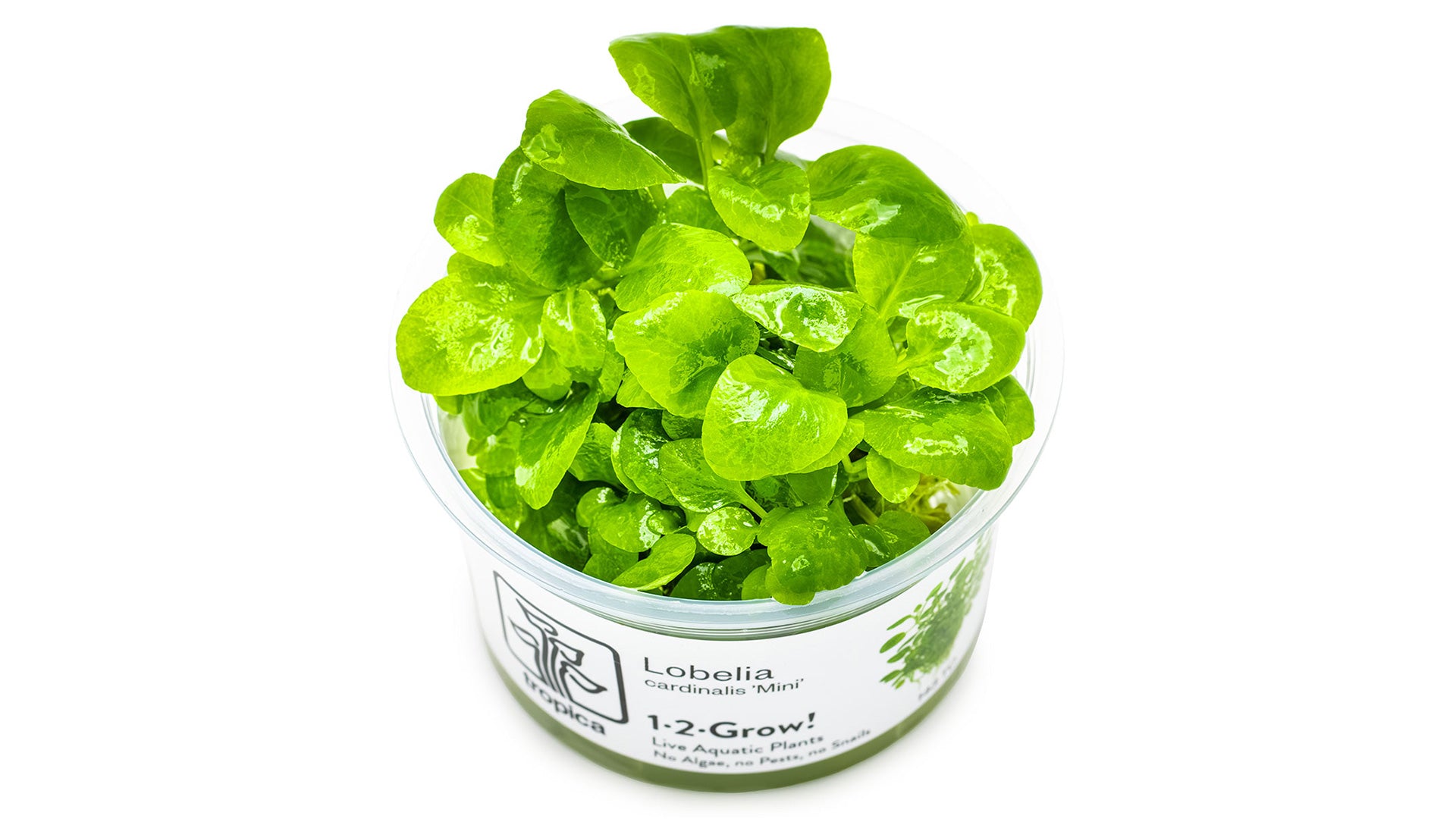 Lobelia cardinalis 'Mini' InVitro Pflanze