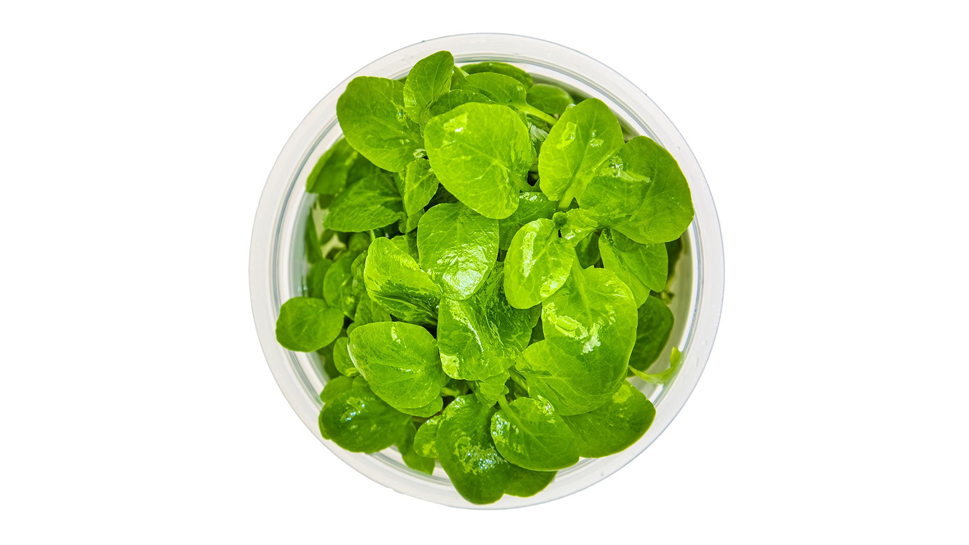 Lobelia cardinalis 'Mini' InVitro Pflanze