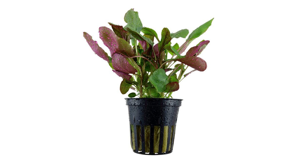 Lobelia cardinalis - Tropica