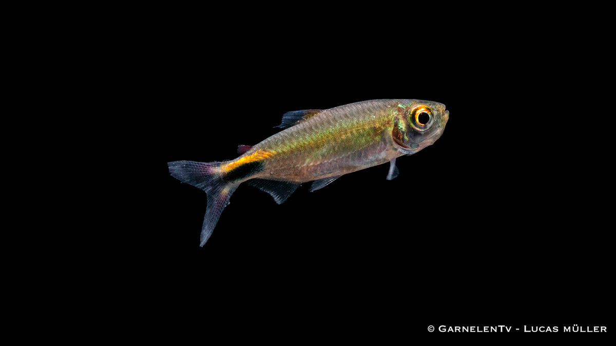 Long-finned tropical fish in clear aquarium water
