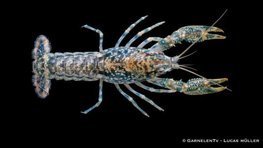 Cambarellus shufeldtii als friedlicher Zwergkrebs aus Louisiana mit feiner Musterung, natürlichem Verhalten und guter Eignung für kleinere Aquarien