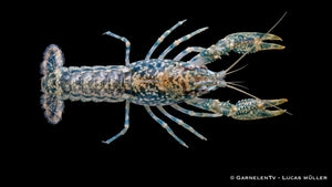 Cambarellus shufeldtii als friedlicher Zwergkrebs aus Louisiana mit feiner Musterung, natürlichem Verhalten und guter Eignung für kleinere Aquarien