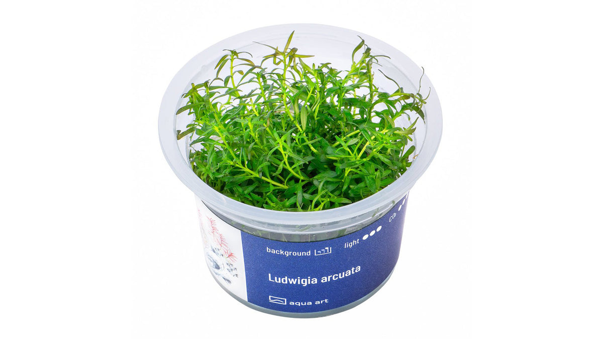 Ludwigia arcuata - InVitro