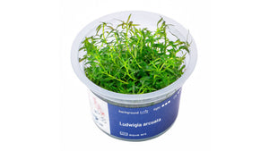 Ludwigia arcuata - InVitro