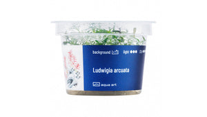 Ludwigia arcuata - InVitro