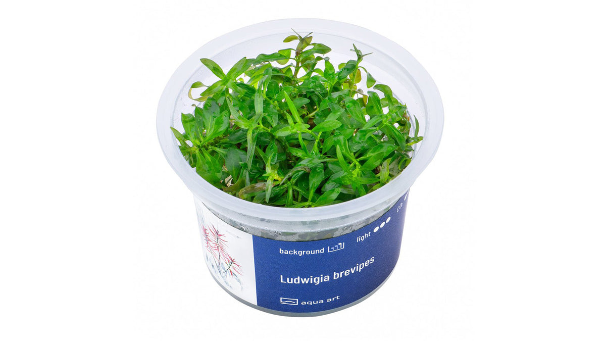 Ludwigia brevipes - InVitro