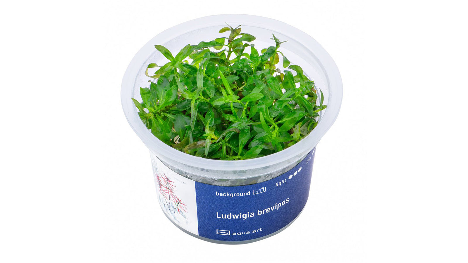 Ludwigia brevipes - InVitro