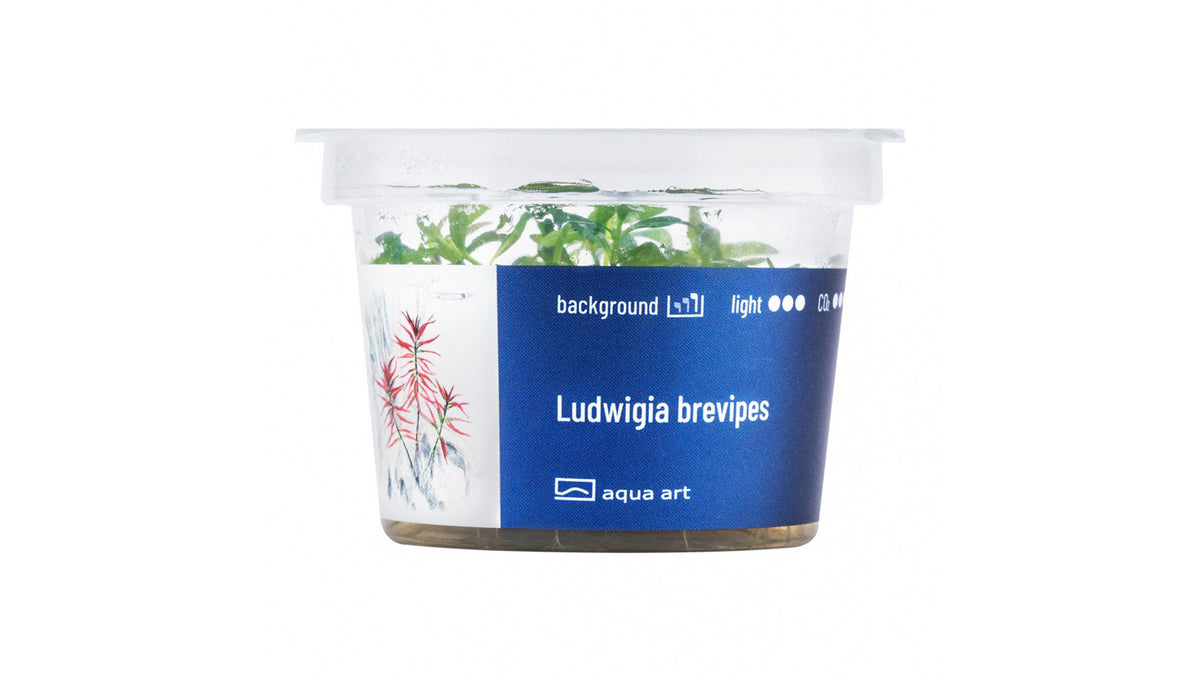 Ludwigia brevipes - InVitro