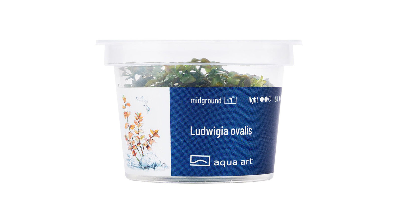 Ludwigia ovalis - InVitro
