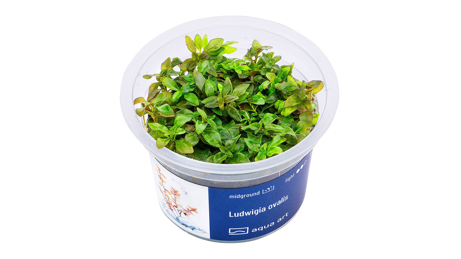 Ludwigia ovalis - InVitro
