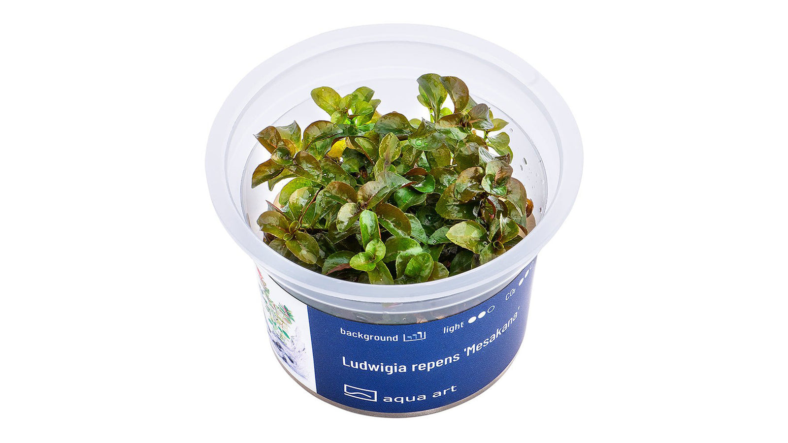 Ludwigia repens 'Mesakana' - InVitro
