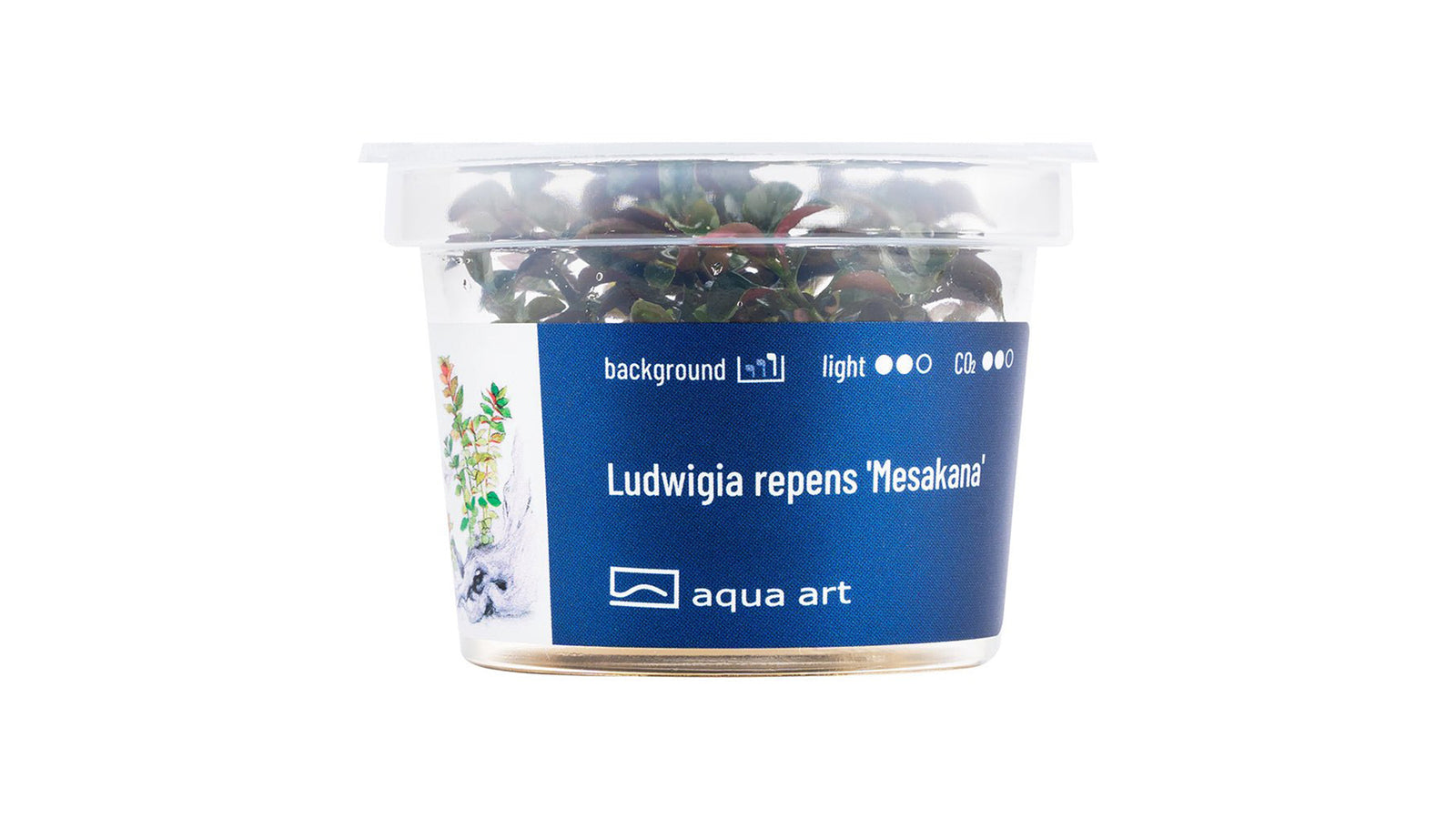 Ludwigia repens 'Mesakana' - InVitro