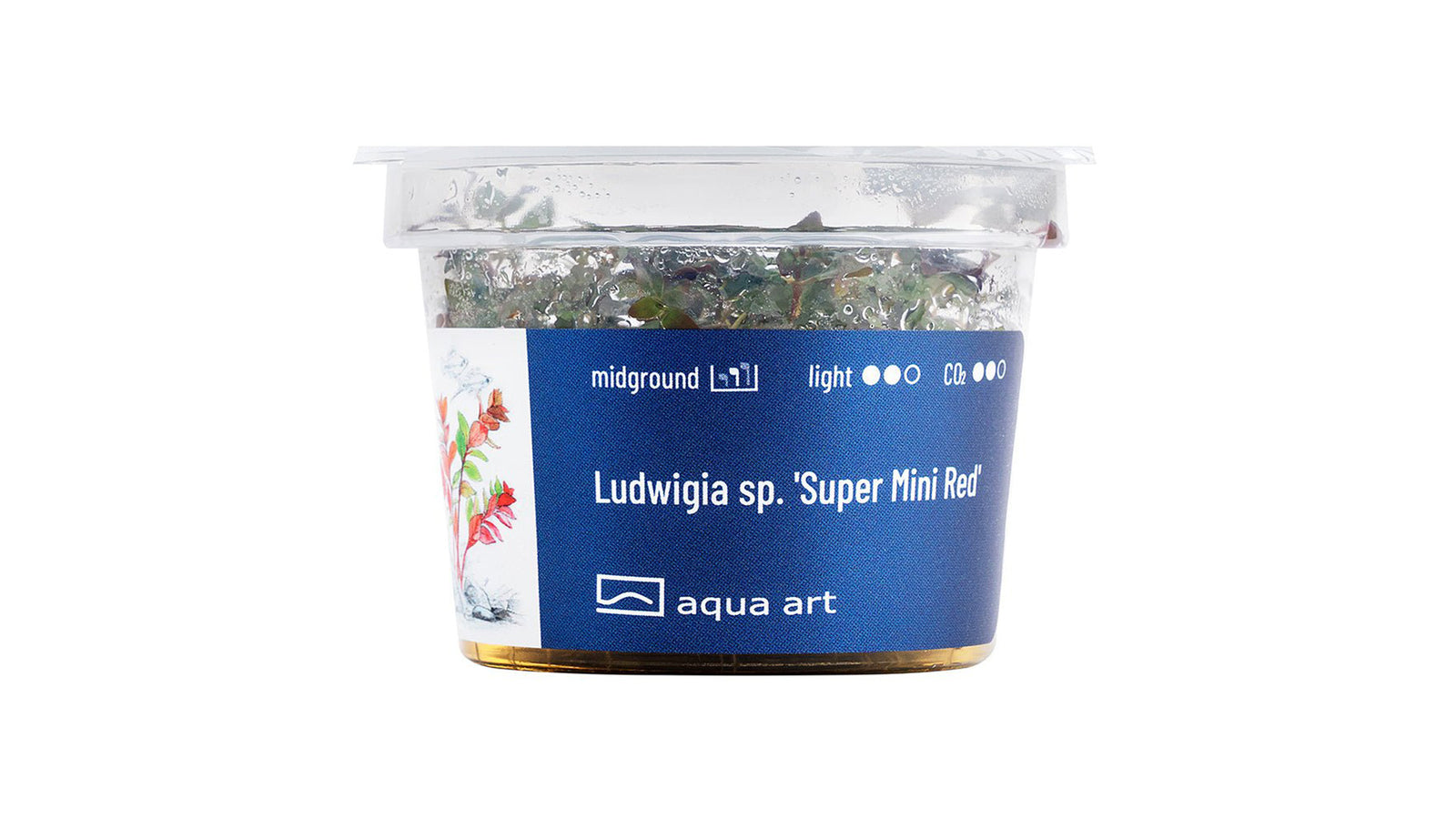 Ludwigia sp. 'Super Mini Red' - InVitro