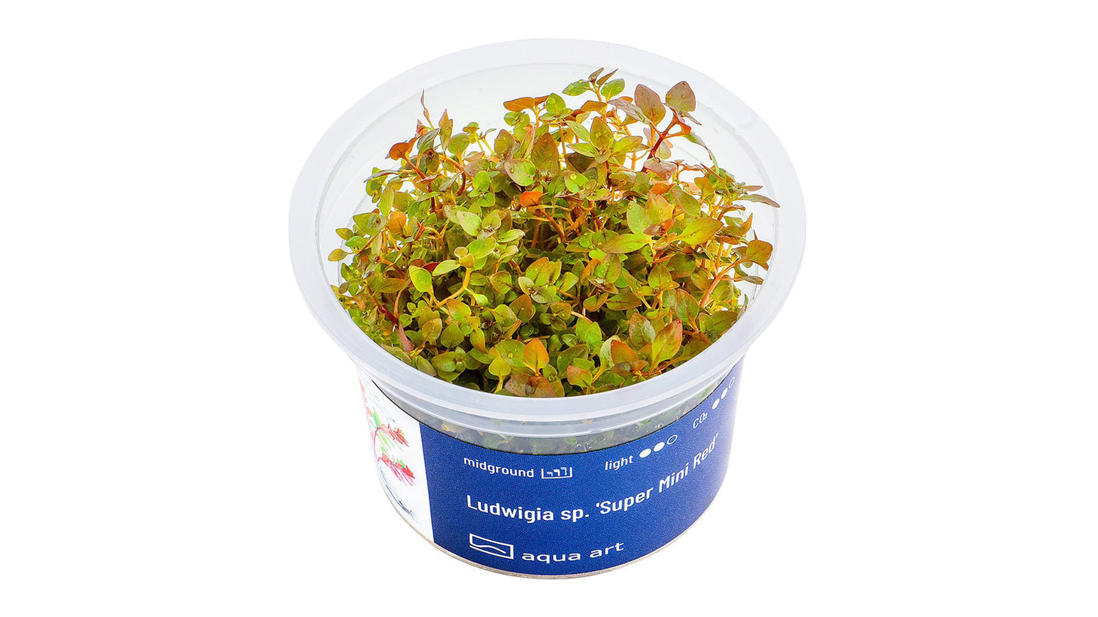 Ludwigia sp. 'Super Mini Red' - InVitro