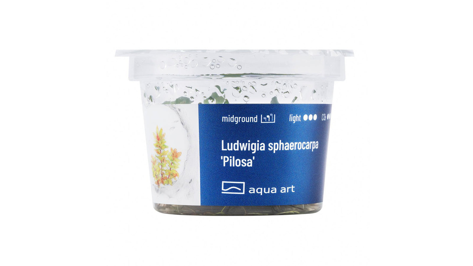 Ludwigia sphaerocarpa 'Pilosa'  - InVitro