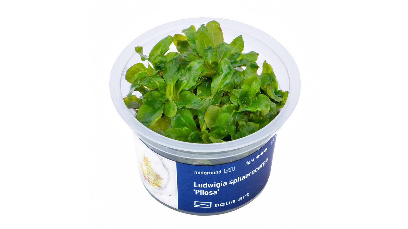 Ludwigia sphaerocarpa 'Pilosa'  - InVitro