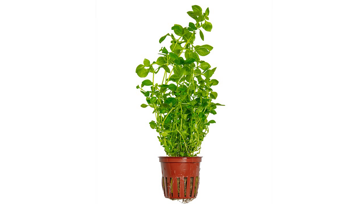 Ludwigia palustris 'Green' - Tropica