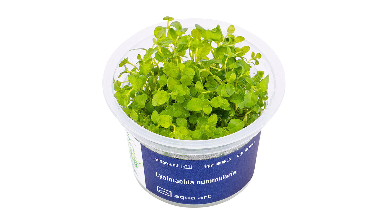 Lysimachia nummularia - InVitro