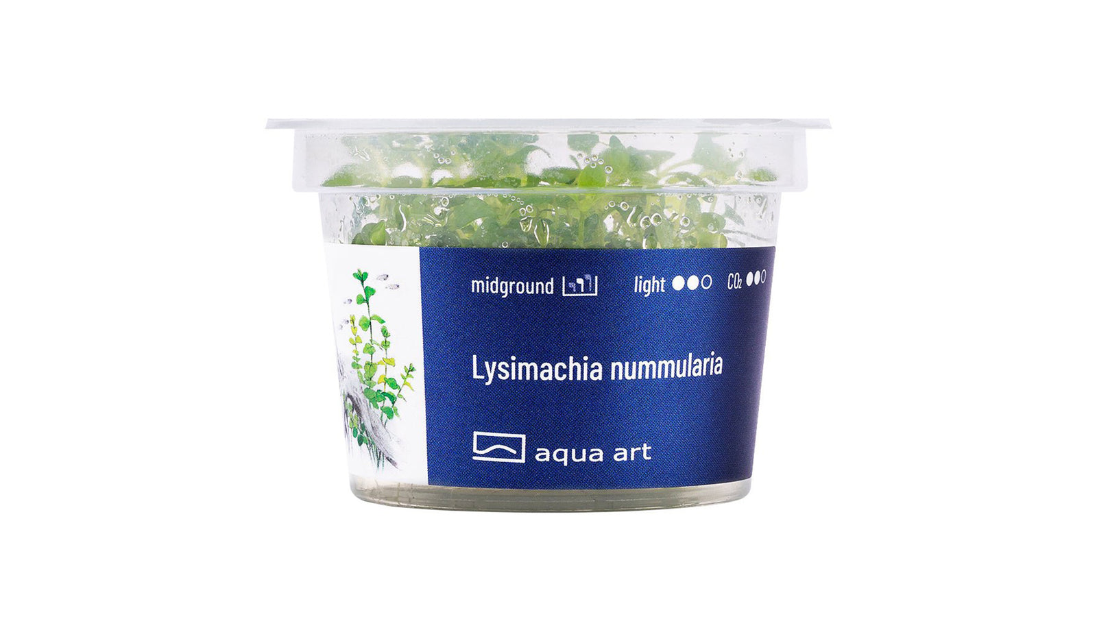 Lysimachia nummularia - InVitro