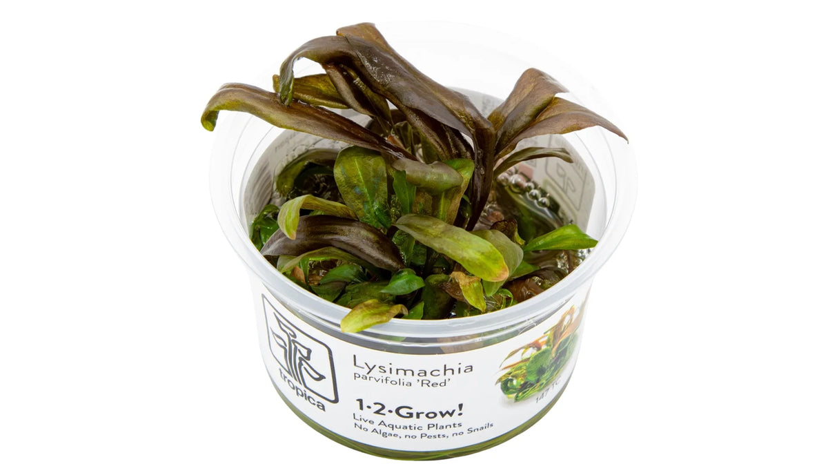 Lysimachia parvifolia 'Red' InVitro im Tropica 1-2-Grow! Becher