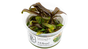 Lysimachia parvifolia 'Red' InVitro im Tropica 1-2-Grow! Becher