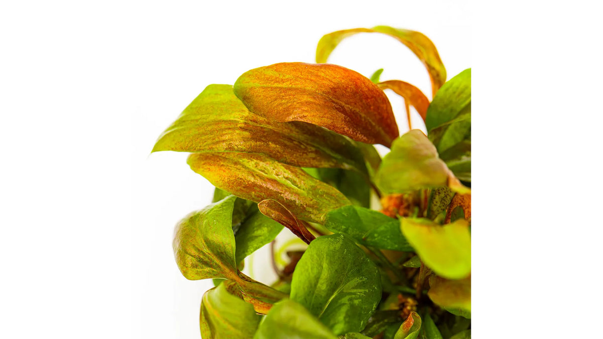 Nahaufnahme der rötlichen Blätter von Lysimachia parvifolia 'Red'