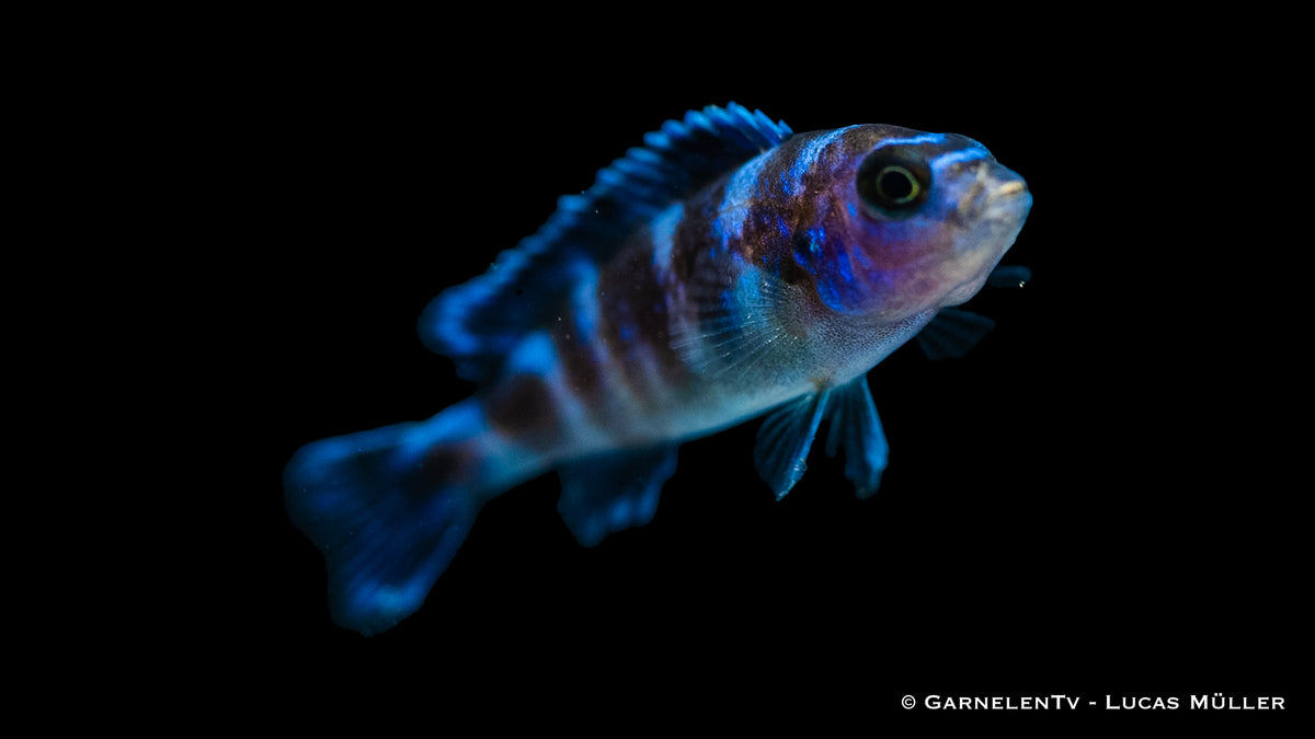 Männlicher Demasons Maulbrüter – Pseudotropheus demasoni