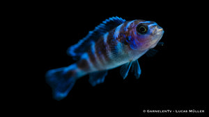 Männlicher Demasons Maulbrüter – Pseudotropheus demasoni