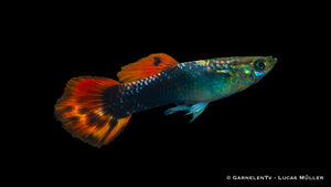 Männlicher Dragon Tuxedo Guppy im Aquarium
