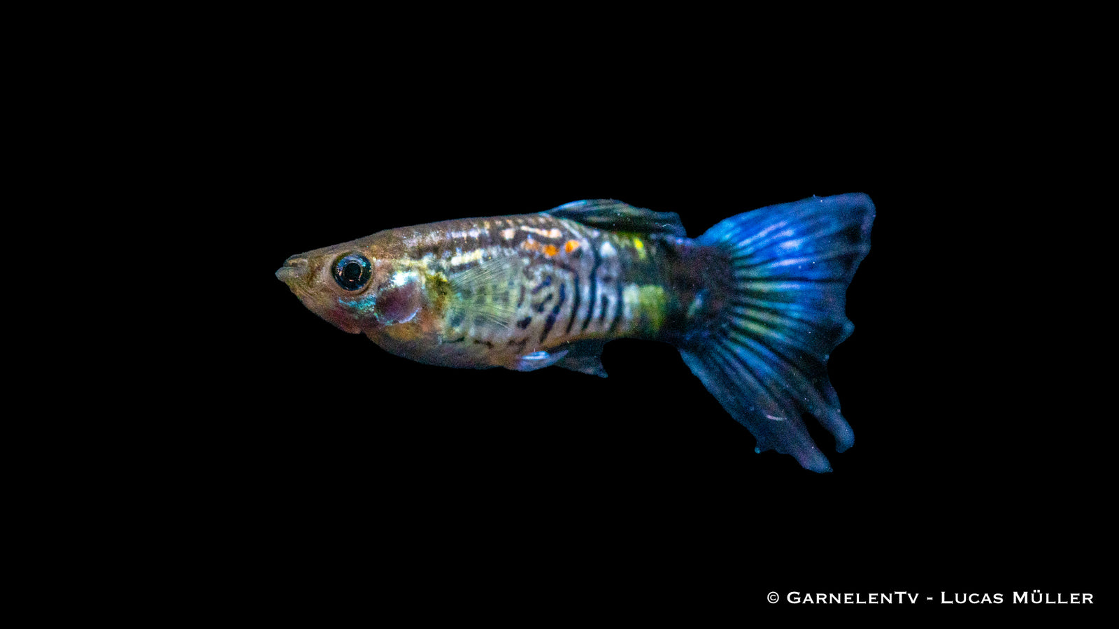 Männlicher Guppy "Cobra Blue" im Aquarium