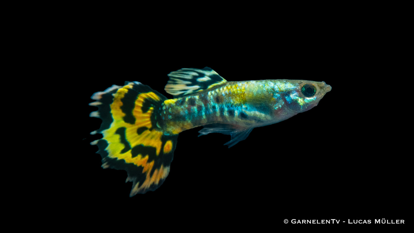 Männlicher Guppy "Dumbo Ear Leopard" mit auffälligen Flossen
