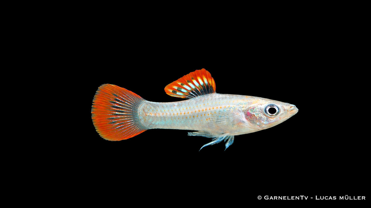 Männchen- Liberty Molly - Poecilia salvatoris