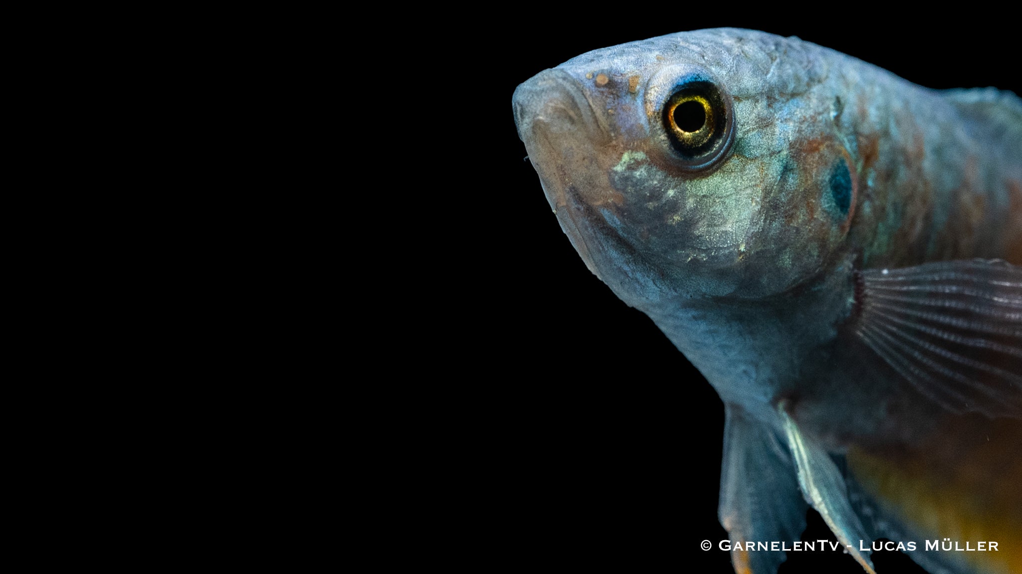 Makropode blau - Macropodus opercularis (DNZ)