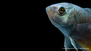 Makropode Blau mit lebendigem Futter