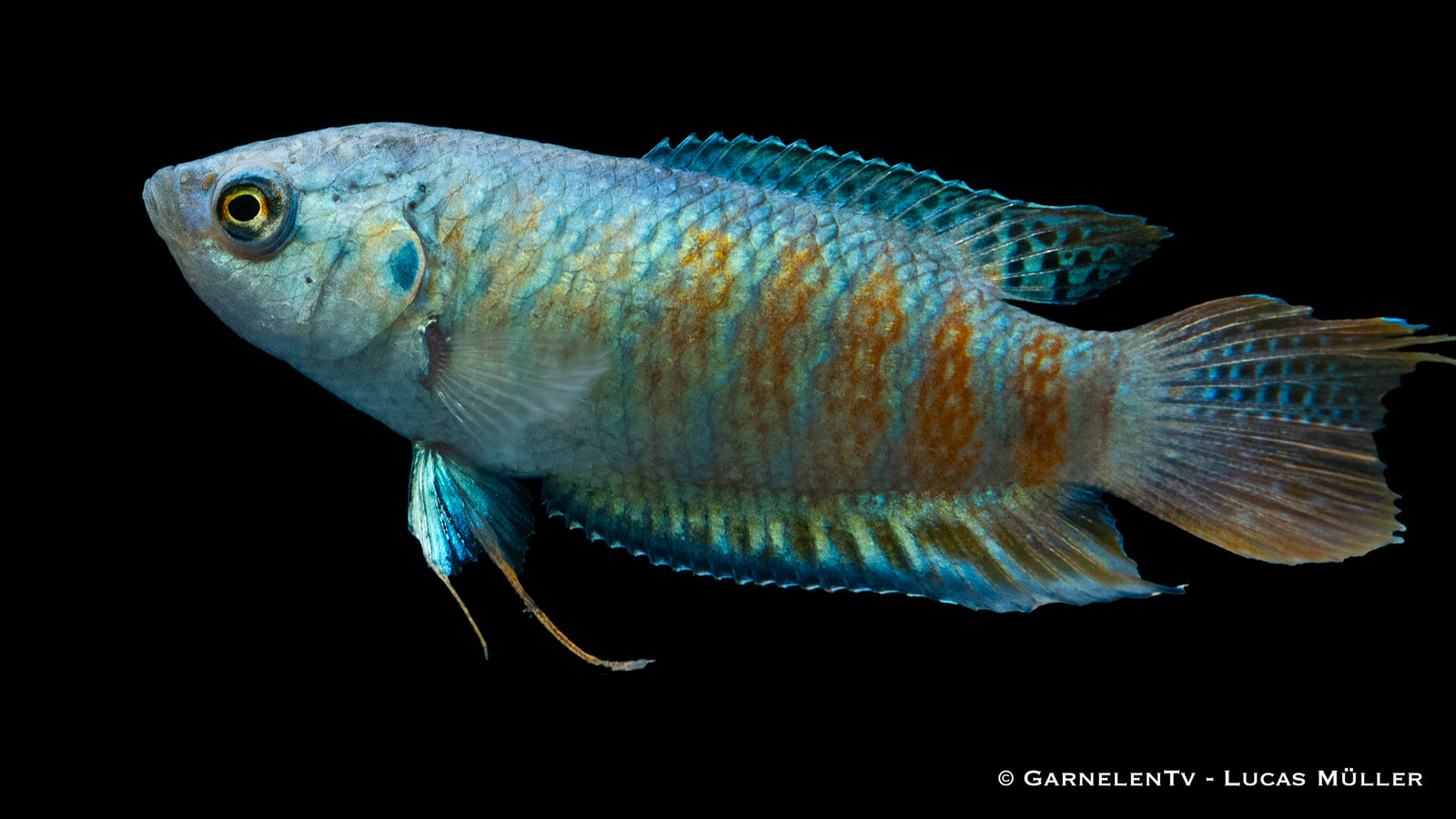 Makropode Blau im Aquarium