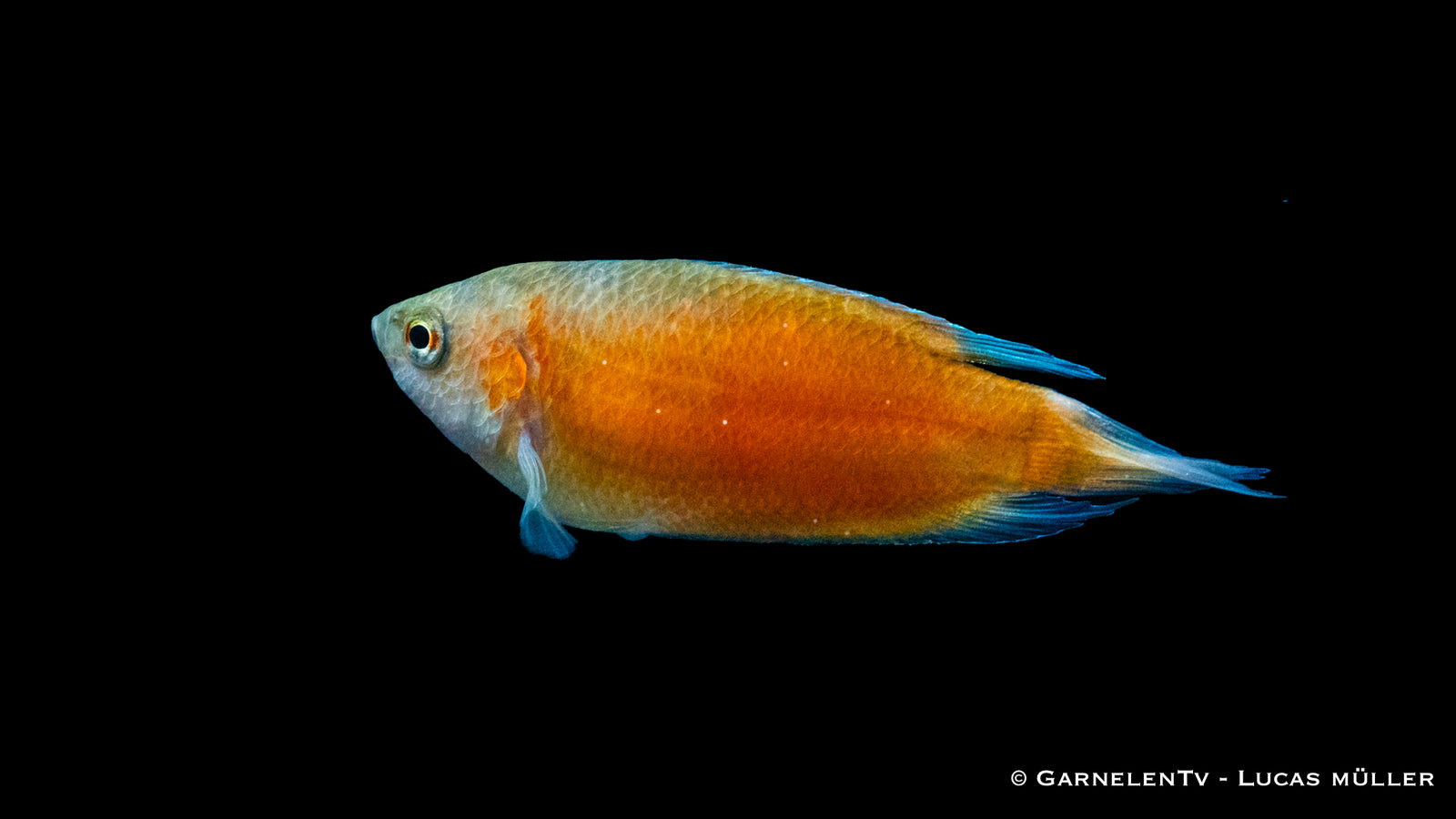 Makropode Extra Rot im Aquarium