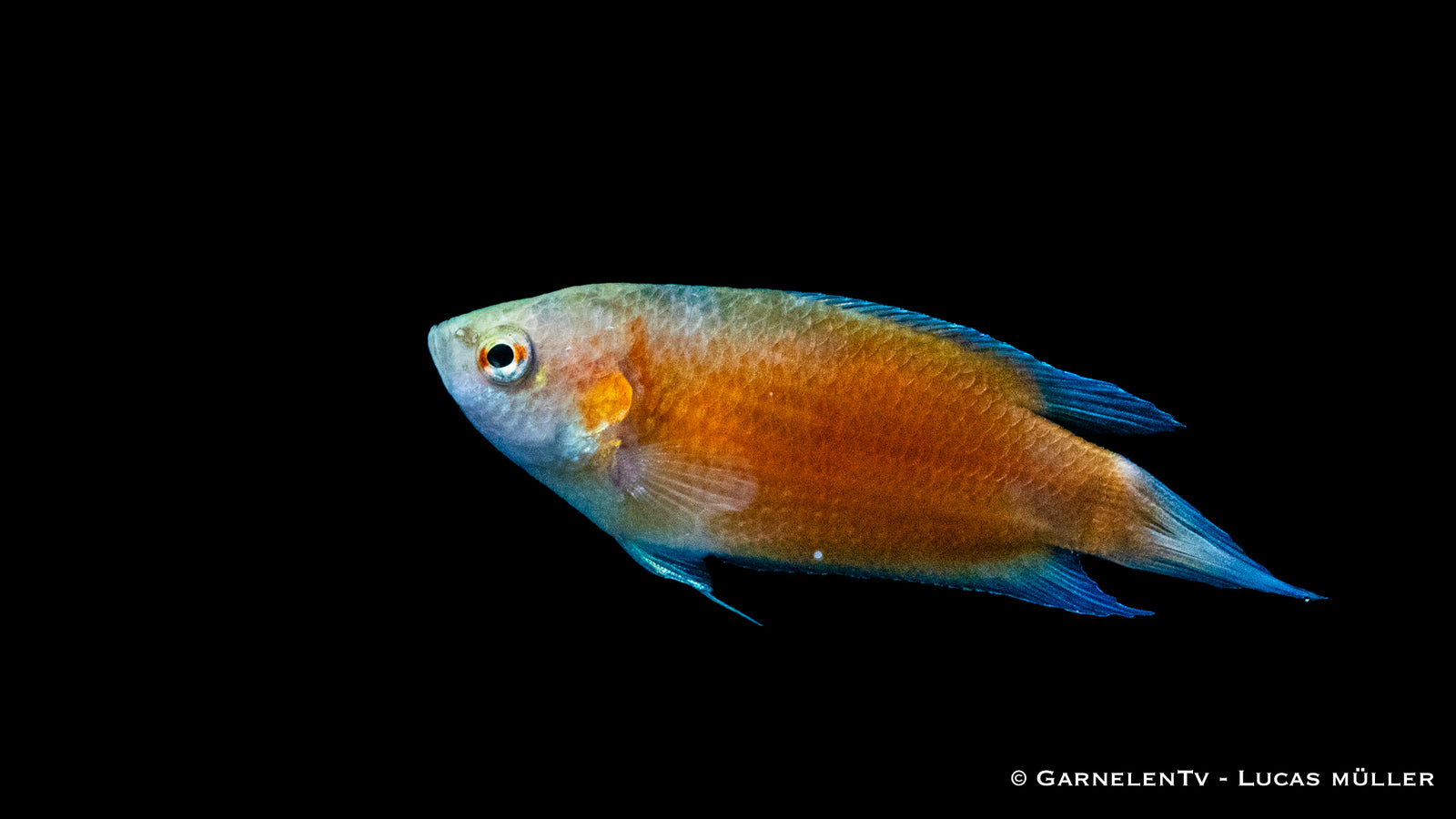 Makropode Extra Rot im Aquarium