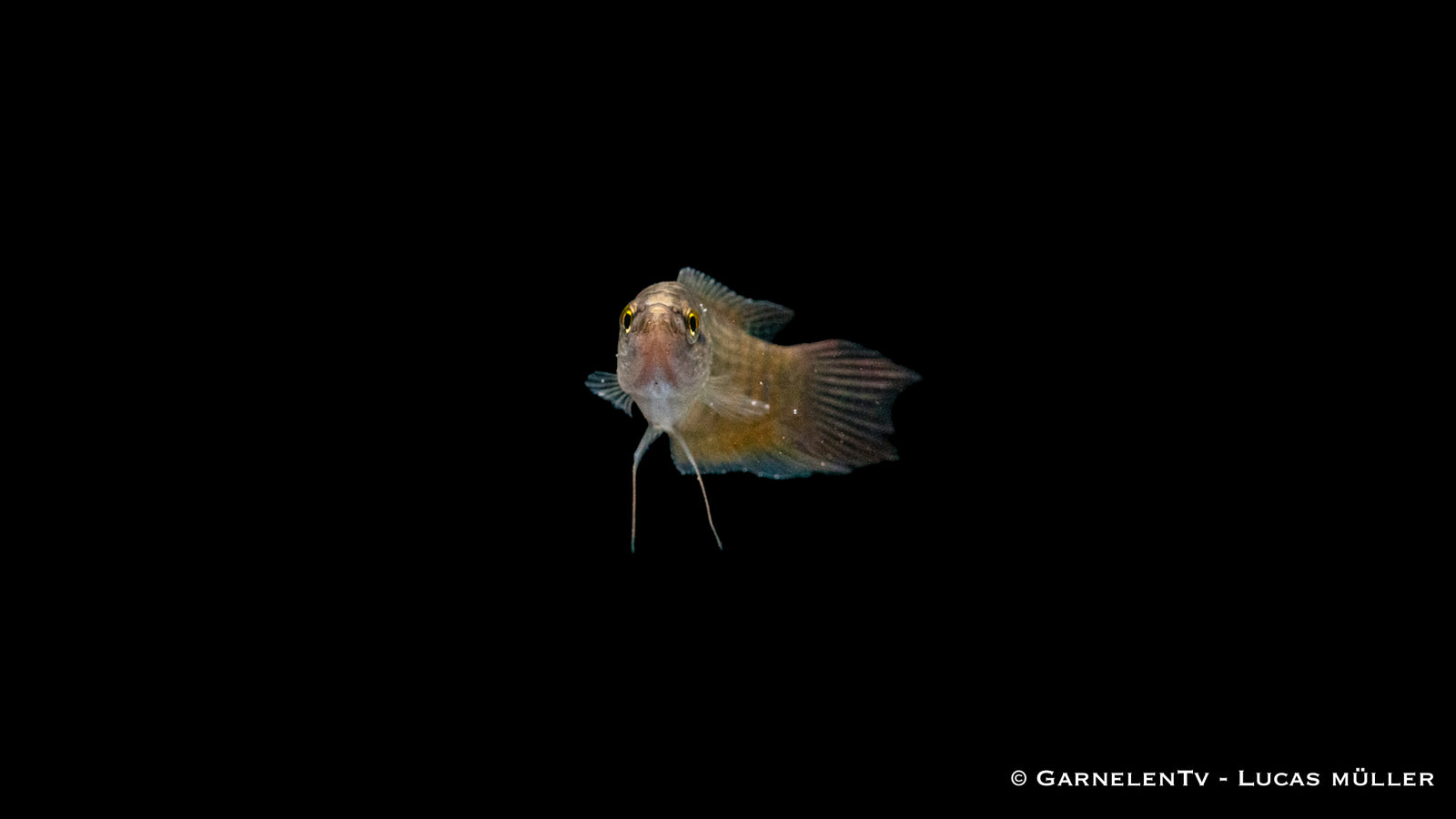 Makropode Rot im Aquarium schwimmend