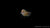 Makropode Rot im Aquarium schwimmend