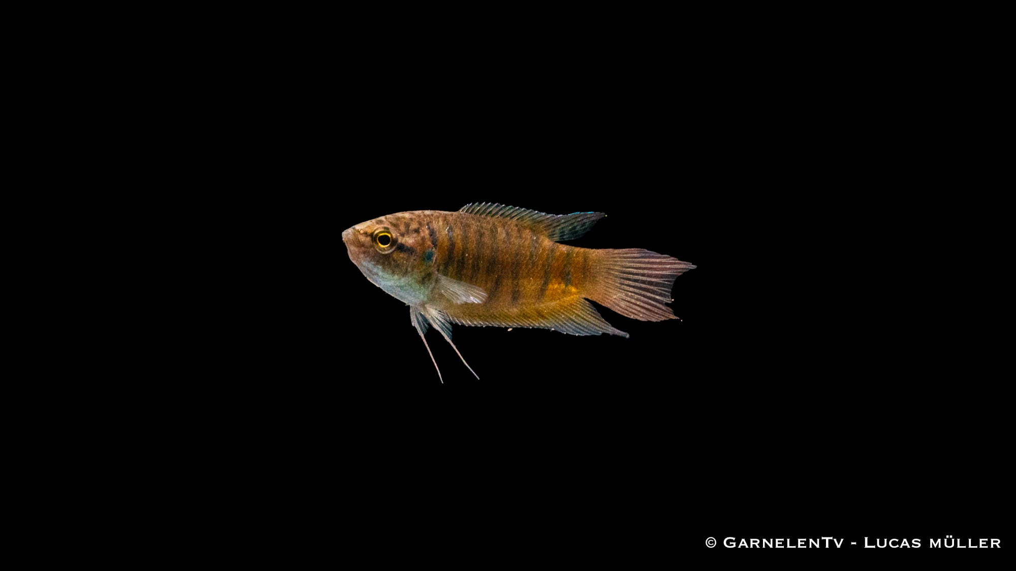 Makropode Rot im Aquarium schwimmend