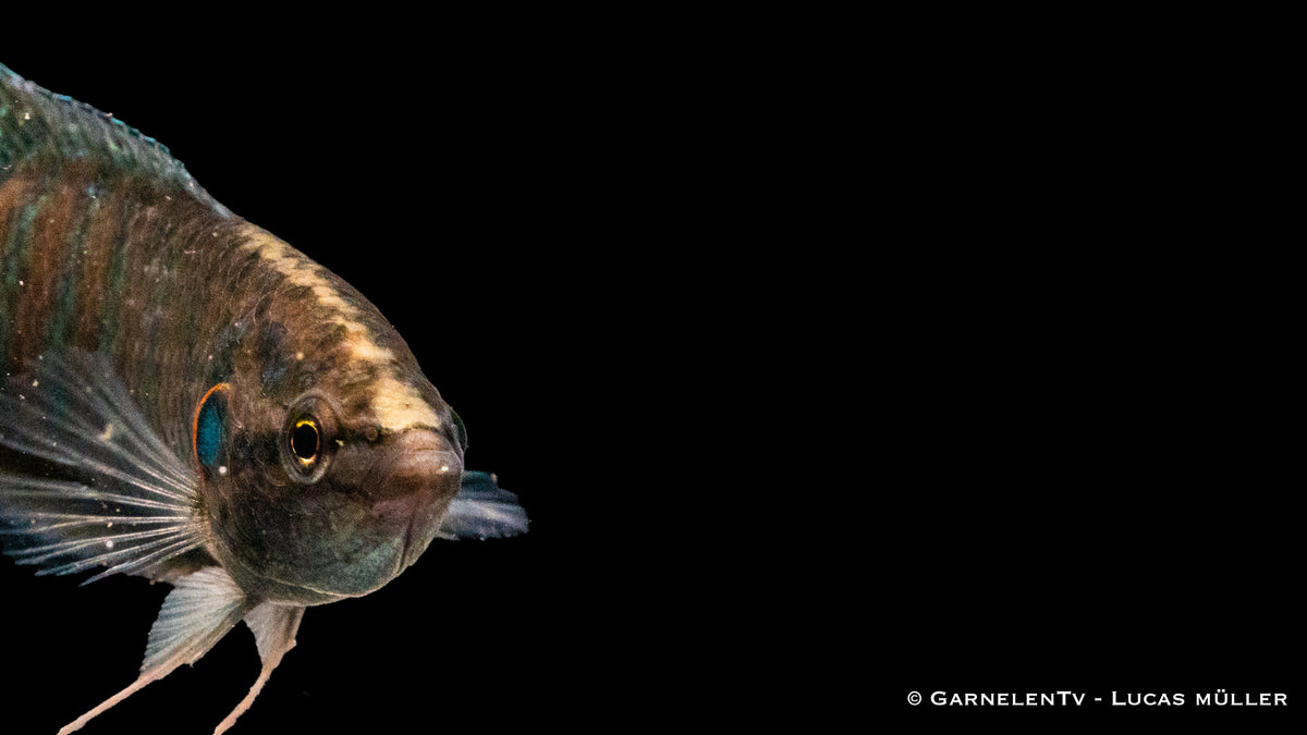 Makropode Rot in einem Aquarienbecken